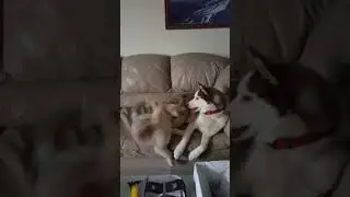Husky Pulls Baby Sis Off Couch (Pt. 2)