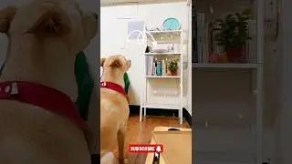 Dog Eating Mixed Food🐕🍜🐕| Pet Tales