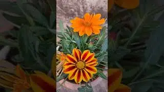 Gazania linearis Flower in a small pot || Red and yellow flower #shorts