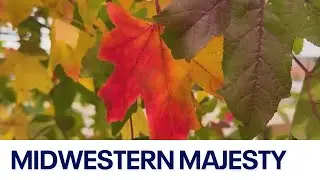 Why the Midwest's fall colors are undefeated