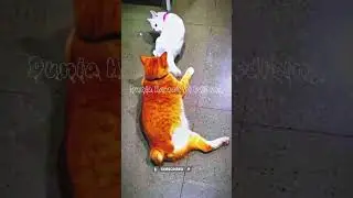 saat kucing mulai iseng bermain #shortvideo #youtubeshorts #shortsfeed #kucing #kucinglucu #animals