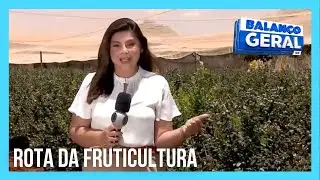 Rota da Fruticultura: produção de mirtilo cresce no DF
