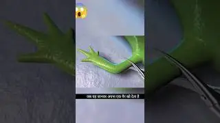 Amphibian Excelera 😱😱