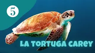 LA TORTUGA CAREY, PRECIOSA TORTUGA EN PELIGRO CRÍTICO