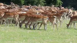 Holkham Deer