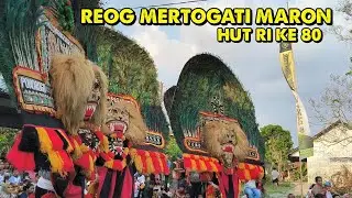 🔴 GELAR REOG MERTOGATI DESA MARON MEMPERINGATI HUT RI KE 80 