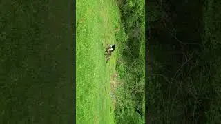 Fox vs Cat standoff in Maryland