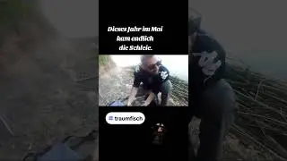 Ich liebe Schleien 🥰🎣 #tench #tinca #tincatinca #schleie