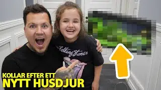 Kollar på nytt husdjur till Cataleya - Renoverar nya huset