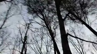 #woods #birds