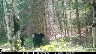 A mama black bear and her cub visit a bear marking tree near Lab Valley (June, 2021)