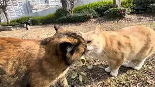 食後のにゃんこ三銃士達の様子。#猫動画