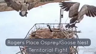 Goose Territorial Fight at Osprey Nest ▪︎ March 30, 2023 ▪︎ Explore.org