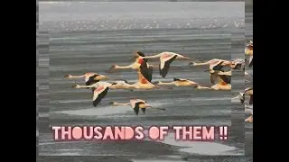 Flamingos,  Sewri Jetty, Mumbai