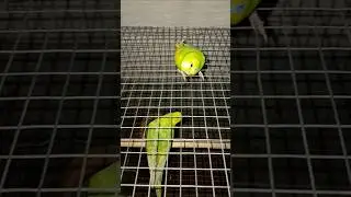 Bird sound... & ... Bird twitter🐦🐦❤️❤️#twitter #bird #birdsounds #birdsplaying #budgies #birdstwiter