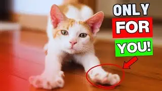 If Your Cat Does This&hellip; You Are Their Favorite Person
