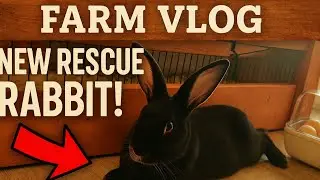 Farm Vlog - Rabbit Escapes, Surprise Breeding, Rescue Rabbit & Setting Chicken Eggs!