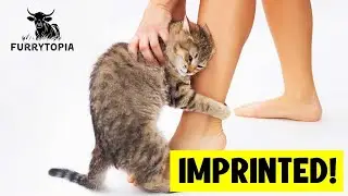 10 Signs Your Cat Has IMPRINTED On You