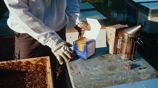 How to Use Apiguard &ndash; Easy, Effective Varroa Control