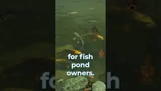 Pond Problems: Sick Fish