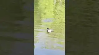 Exploring Birmingham and Found This Beauty Underwater 😍 #NatureMoment #TuftedDuck