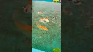 Premium Fish Food by Nature Favour #shortsfeed #fish #trending #viral #guppy #mollyfish #goldfish