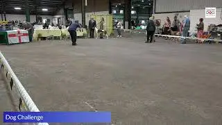 The Greyhound Club Championship Show 2025 Dog Challenge