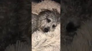 Snoring wolf bear