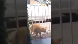 🤣🤣#shorts