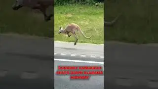 Sheila the runaway kangaroo causes car crash, shuts down Alabama highway