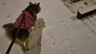 도둑눈이 내렸어요^^#강아지 #다육이 #초연라꾸화분 