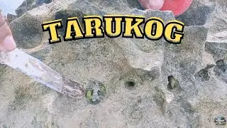 PENSOR TV | TARUKOG | CATCH & COOK | BUHAY MANGINGISDA | BUHAY PROBINSIYA | EASTERN SAMAR