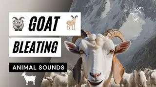 Animal Sounds: Goat Bleating - the animal sounds / 🐐🐐🐐 sound effect / animation