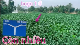 Câu Cá Rô Đồng. Về Vùng Thạnh Phước Đụng Ổ Cá Rô Mề, Thác Lác Quá Đã @SangHuynhVlog 
