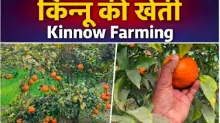 Kinnow Farming in Village | Heavy Fruit Loaded Trees 🍊 | Village A Life