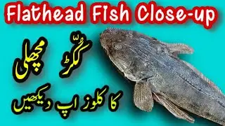 Flathead Fish closeup | Kukkar | ککڑ مچھلی |