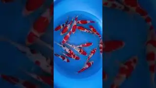 tancho kohaku sanke ada_ikan hias koi sultan #fishkoi #japaneskoi #koisukabumi #ikankoi #fish