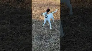 Milo dingo ball play