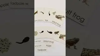 The life cycle of a frog #montessori #loveoflearning #montessorischool #zoology #lifecycles #science