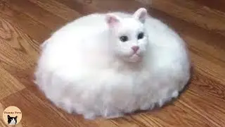 Funny Cats and Dogs 2021 | Funny Animals Reaction