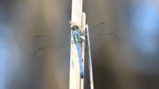 Eastern Pondhawk dragonfly