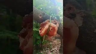 Como hacer carnada de pesca super efectiva en casa, el mejor cebo, el asticot o gusano de carne.