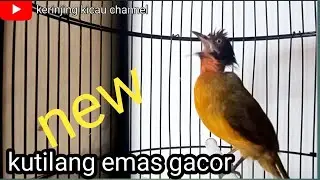 kutilang emas gacor