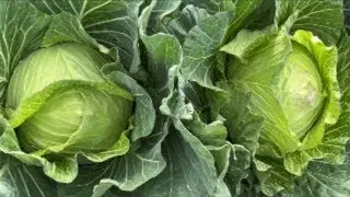 Beans boy3 is live! Harvest 60 kilos Cabbage and 5kilos Chinese Broccoli  01/27/26
