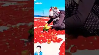 Tomat di keringkan