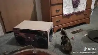 #cattent