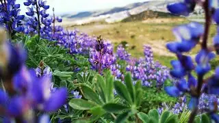 Altramuz Azul