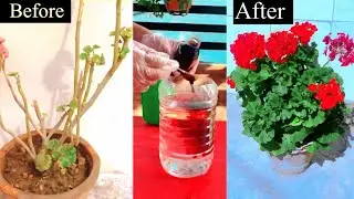 How To Grow Geranium Plant | Geranium plant Grow Easy