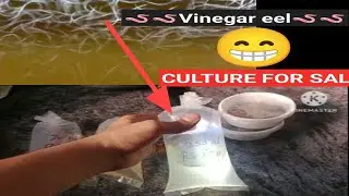 Vinegar eel culture for sale|| vinegar eel available| |how to feed vinegar eels for betta fry tamil