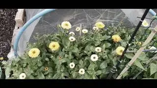Moorside allotments 2025 winner